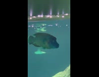 Fish swim in aquarium eyes wander around