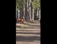Cows chase group of guys 