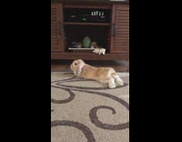 Brown rabbit laying in front of tv cabinets