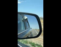 White dog sticks face out open window 