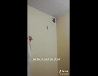 Frog falls off wall and man screams