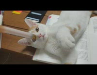 Orange cat lays on textbook plays pen 