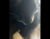 Black and white kitten cat sleeps inside 