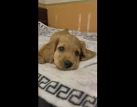 Puppy on blanket making small barking noises