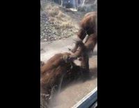 Brown monkey drags other monkey away 