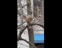 Hawk Pecks on Rat while it Rest