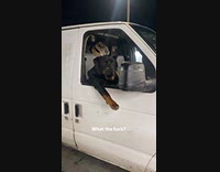 Chill dog car window arm out