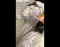 Black rabbit steals food compilation bed 
