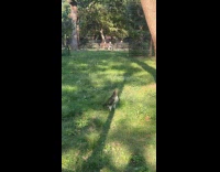 Hawk chases squirrel around the park tree