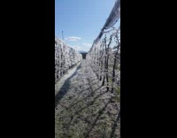 Apple Plant Farm covered in white snow 