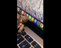 Tortoise tries to eat app icon on laptop