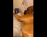 Dog fell asleep watching youtube video 