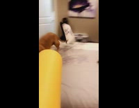 Brown dog scared of yellow foam roller 