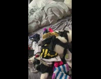 Socks thrown on white samoyed puppy dog 