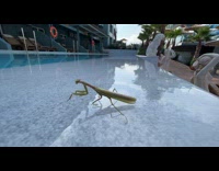 Praying mantis on swimming pool climb the camera