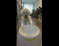 Dog plays fetch with ball machine