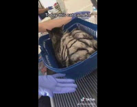 Rescue cat matted fur shower clean 