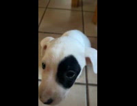 White puppy black eye patch sit on floor