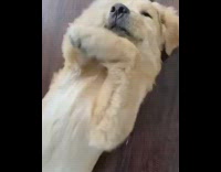 Golden retriever dog lays on floor with folded ear and baby song