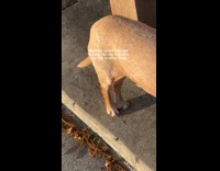 Collab Clips MPUGC - Dog nervous to go to dog park