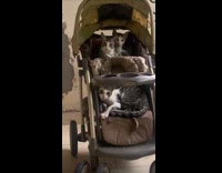 Stray cats sit on stroller outside house