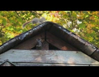 Squirrel and a rat run and chases each other on the wooden house