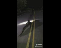 Flashlight follow alligator on road 