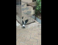 Black white bird look at mirror reflection