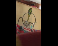 Girl has conversation with bird metal ring