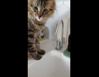 Collab PLC - Cat drinks some water from faucet wrong