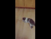 Kitten playing with featherless stick