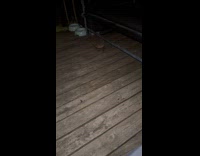 Hedgehog crawl towards the blue food bowl Part 1