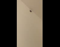 Girl sprays brown cockroach makes it fly 