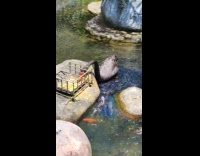 Black swan feeding the fishes in pond