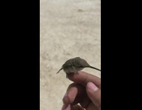 Guy hummingbird bird on finger flies away 