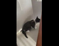 Kitten jumps from chair to other chair