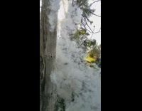 Cattail hit by stick explosion slow motion