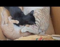 Cat sleep lay on back while kittens breastfeeds
