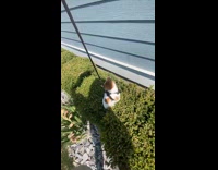 Cat pulled out of bush