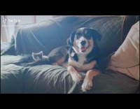 Collab BitchIG2 - Kitten curls up next to dog on couch