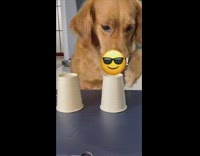 Dog plays cup and treat game