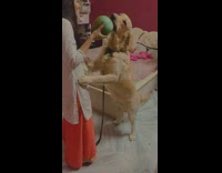 Girl give coconut water to golden retriever dog