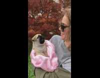 Pug puppy dog eats rain pink blanket