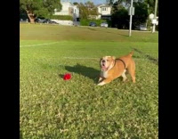 Brown bulldog kicks up the grass