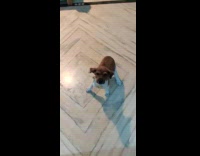 Woman calls name of puppy dog Charlie