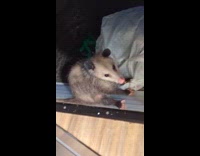 Chilling possum left undisturbed at front door