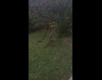 Cat plays with green plant leaves 