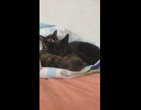 Two cats cuddle together blue white blanket