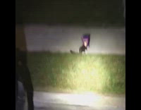 cat with doritos bag on his head 