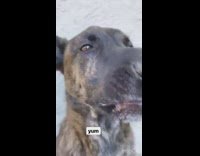 Girl gives brown dog CBD treat